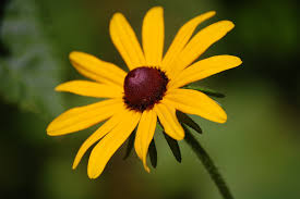 Thirteen-petalled black eyed susan 