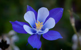 Five-petalled columbine