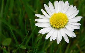 34 petalled ordinary field daisies 