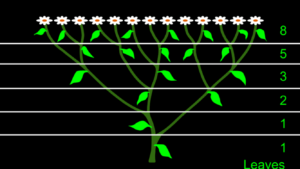 Leaf growth