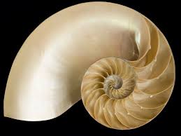 Chambered Nautilus shell